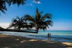 Coconut-trees